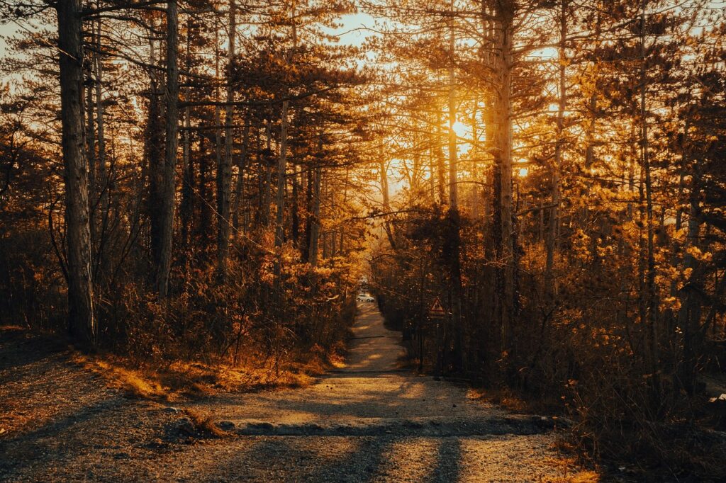 path, wood, trees, forest, sun, hiking, hike, sunset, nature, landscape, forest, forest, forest, forest, forest, hiking, hiking, hiking, hiking, sunset, sunset, nature, nature, landscape, landscape